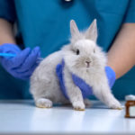 Animal Testing: A Look at Our Investment Screens