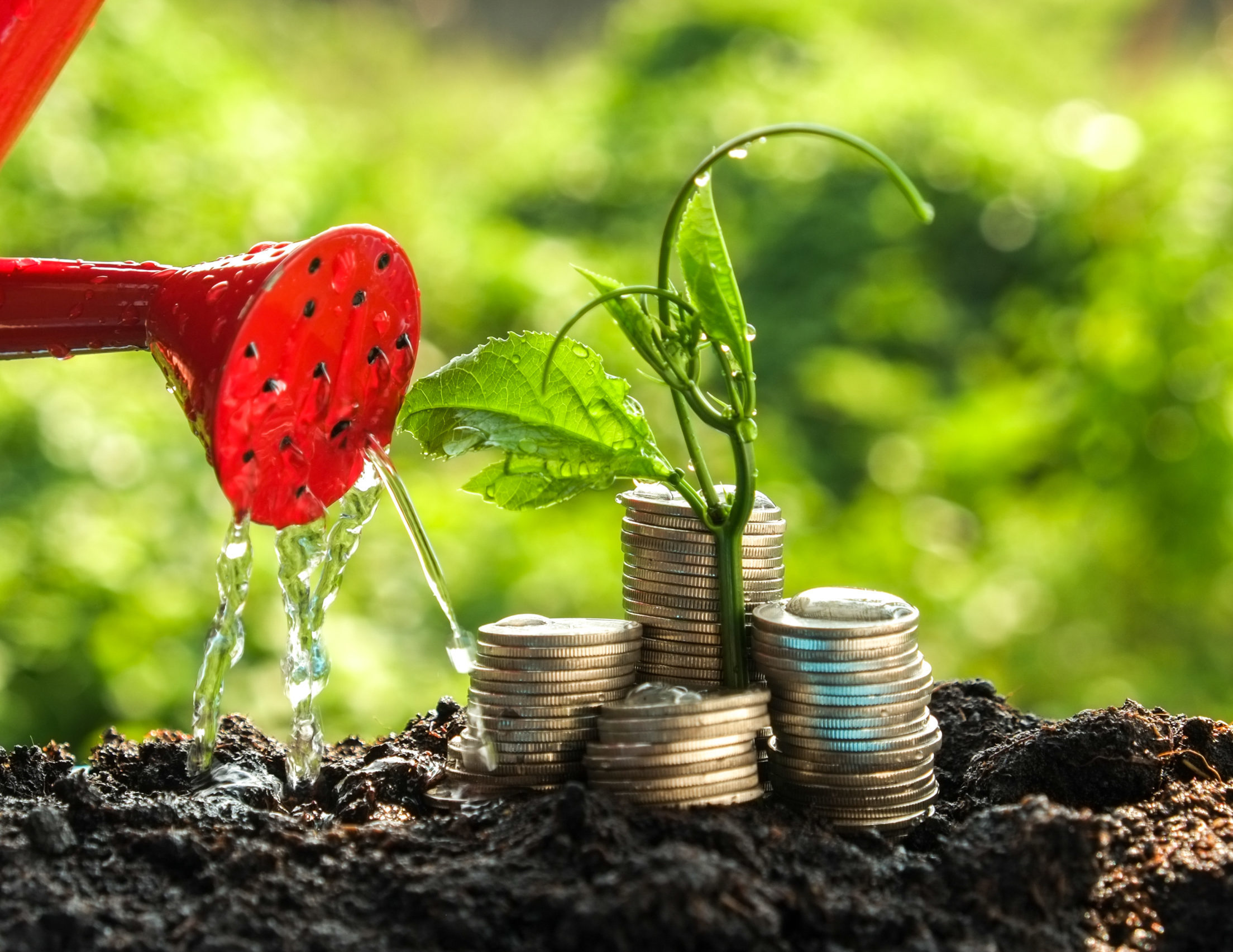 Money growth concept plant growing out of coins