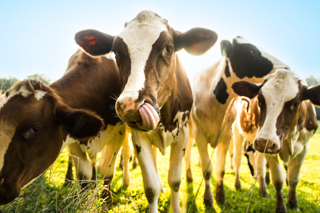 Cows on pastures