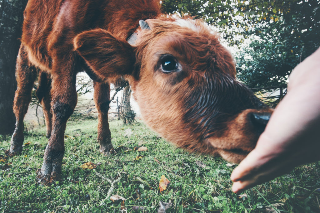 cow eating from hand